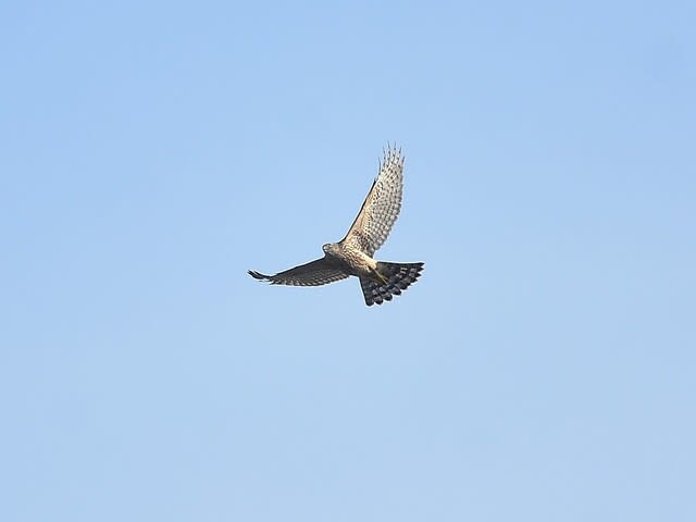 オオタカ幼鳥飛翔 他 カメラ 散歩