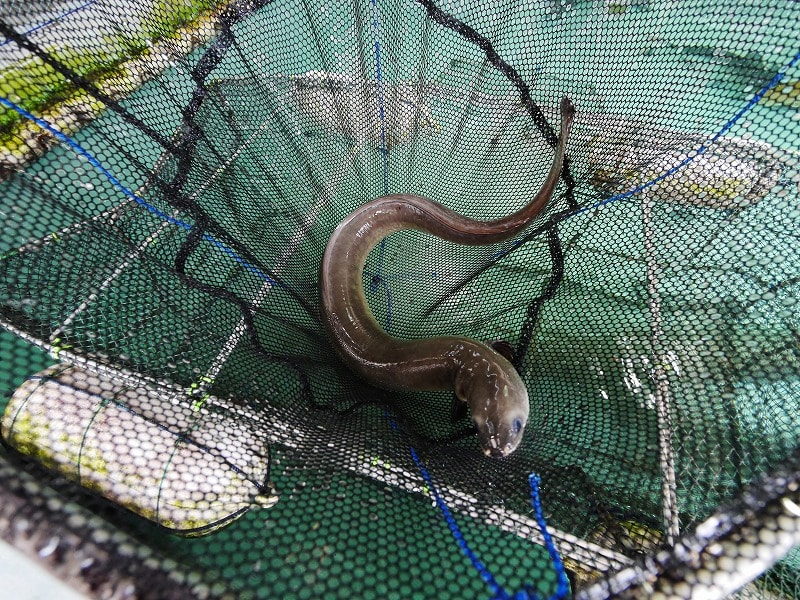 土用の丑の日 ウナギ オオウナギ 大型魚飼育 In 神秘の国インドネシア 土用の丑の日 ウナギ オオウナギ 大型魚飼育 In 神秘の国インドネシア
