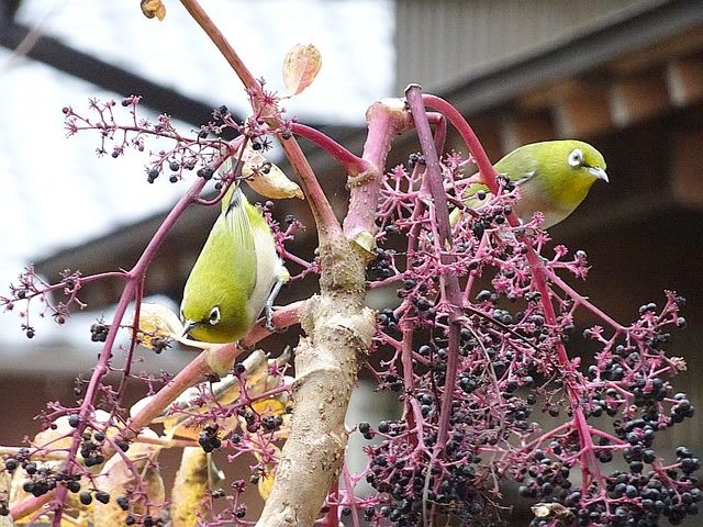 タラノキ