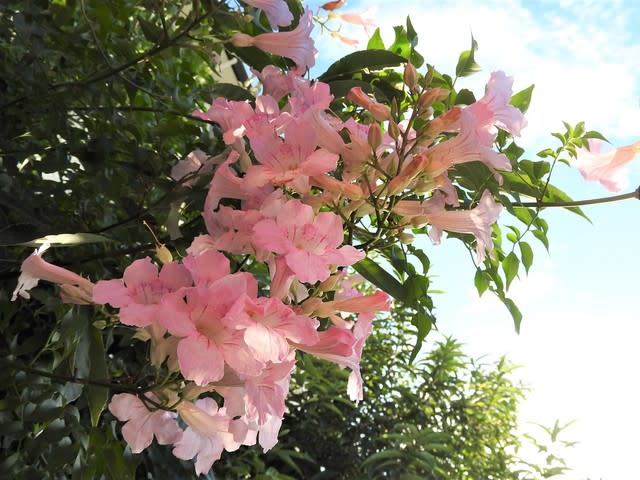 ピンクノウゼンカズラ ソラより高く 千葉県市川浦安アスファルト脇植物園 初夏が一番好き