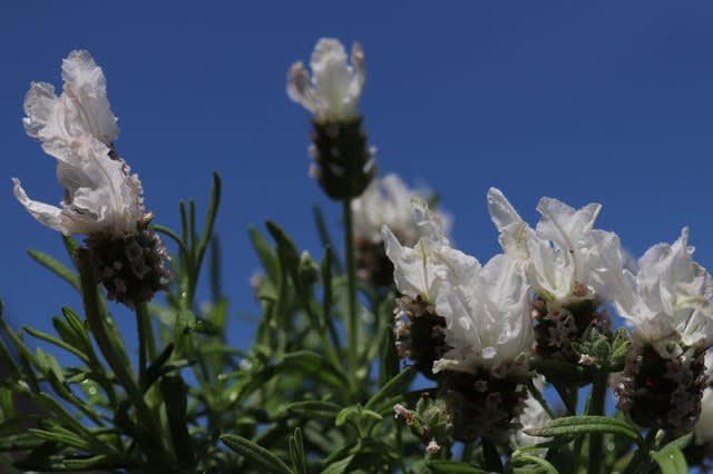 白い花のラベンダー ラベラが咲き始め 他のハーブと お庭の出来事２ つづきです