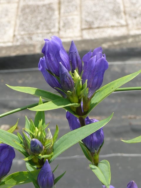 岩手県立花きセンターのリンドウ（竜胆）「いわて夢ぎんが」2020年7月24日（金） - peaの植物図鑑