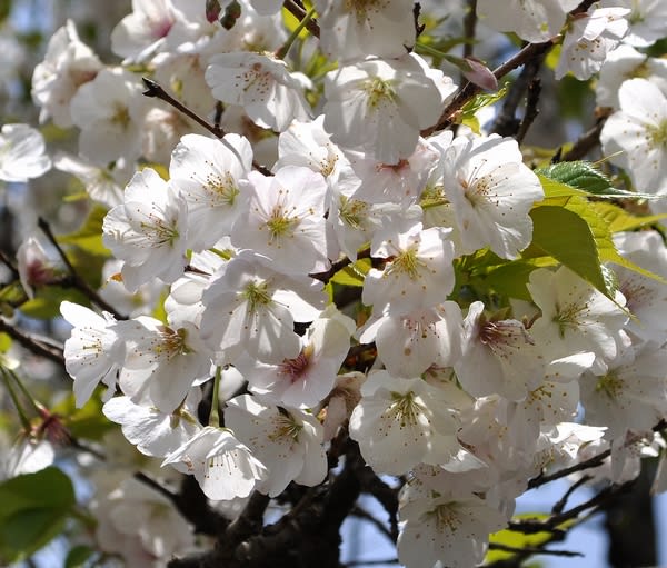 墨染 の和歌の謎 花の公園 俳句 ing 墨染 の和歌の謎 花の公園 俳句 ing