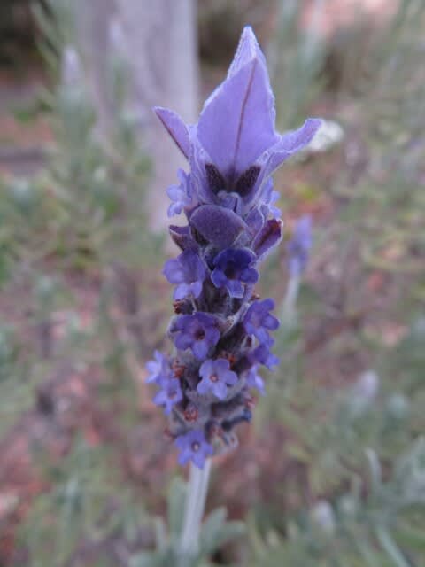 ウサギの耳のような苞葉がかわいい フレンチ ラベンダー 早春の花 021 野の花 庭の花