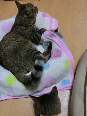 しっぽパタパタ とらたまくろむうこと的生活