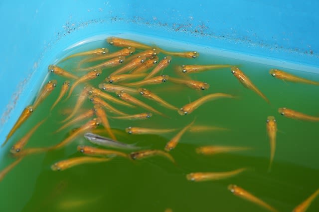 メダカ飼育 巨大水槽の落とし穴 しあわせのおすそわけ