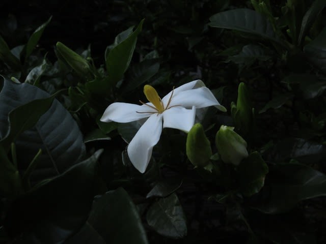 匂いたつ花は遠くからも見分けることができるクチナシ 野の花 庭の花