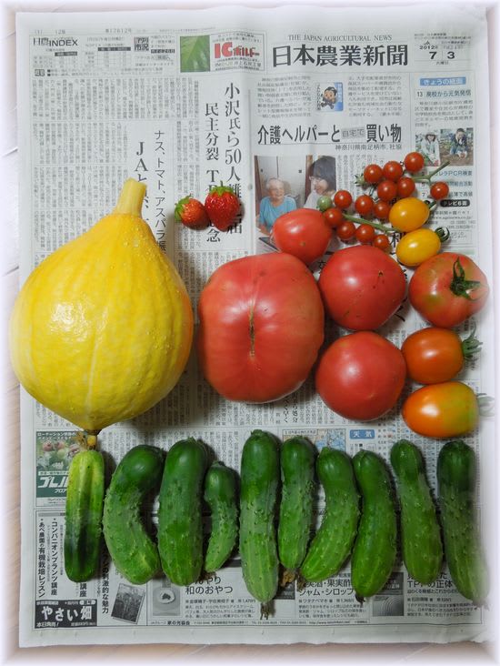 朝の採れたて野菜 2012年7月3日