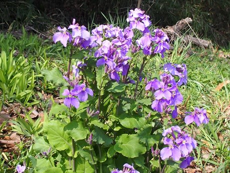 その花の名を紫花菜と呼んでいます ぶな太の四季折々