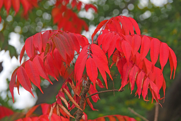 ハゼの紅葉 山野はなめぐり２