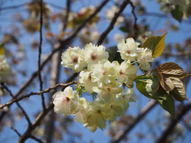 ウコンザクラ・２～黄桜 - 多摩ニュータウン植物記Ｐａｒｔ４