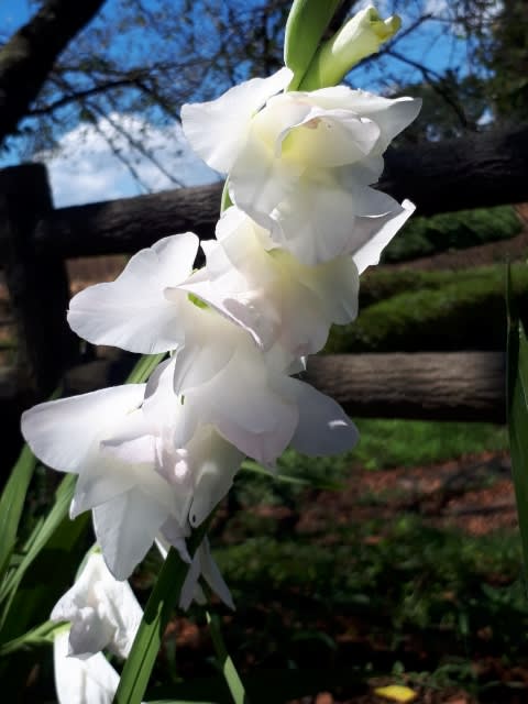 白グラジオラス 花の写真