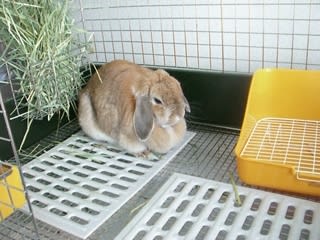 うっ滞 うさぎのかおり