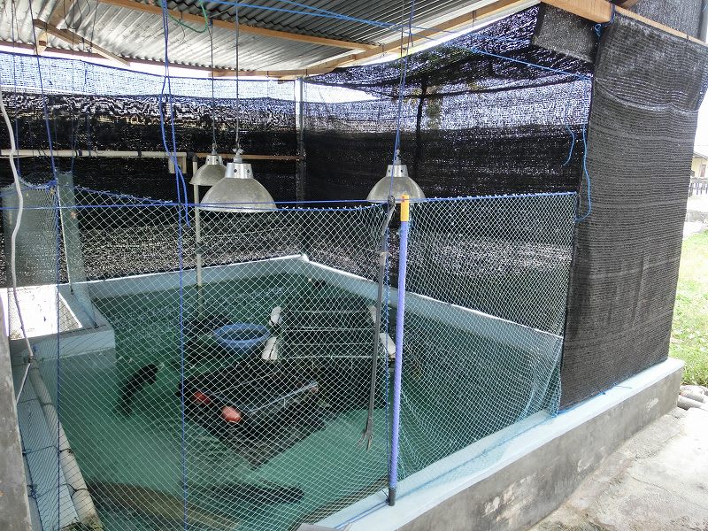 コンクリート水槽 飛び出し防止ネット改良です 大型魚飼育 In 神秘の国インドネシア