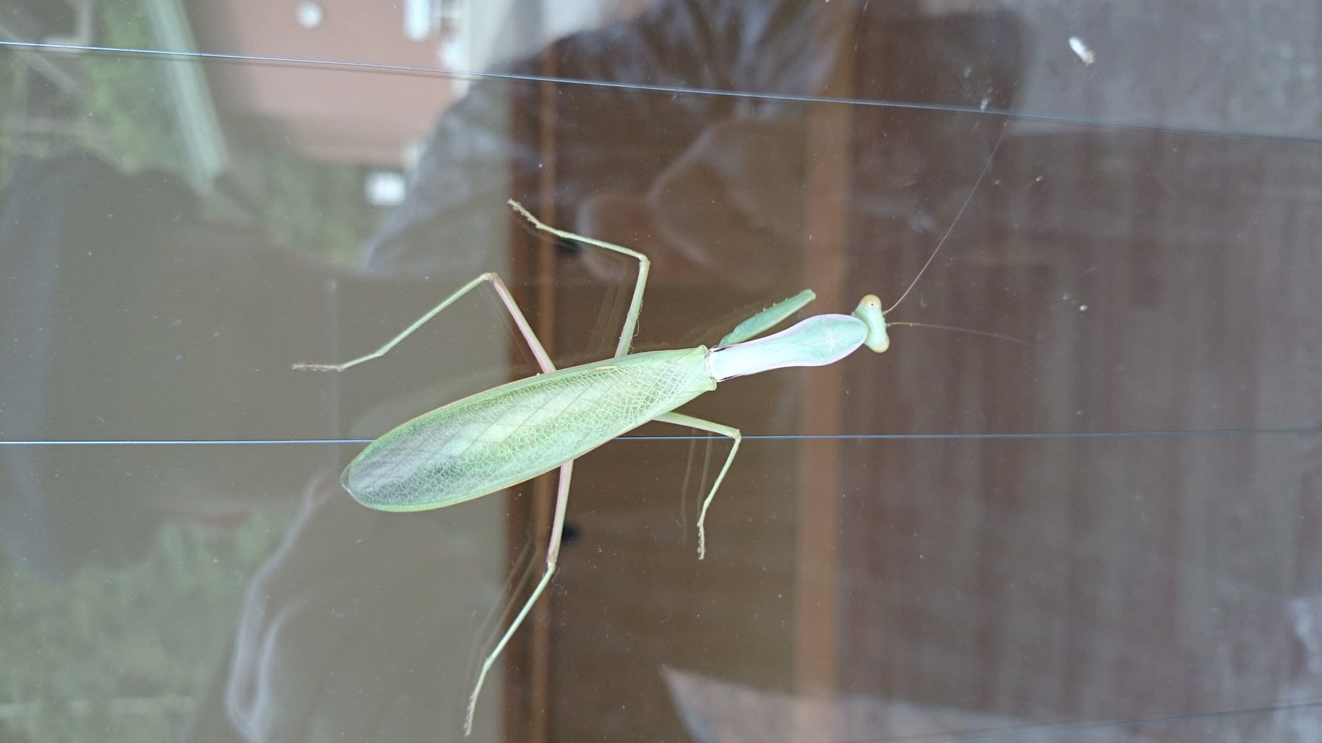 カマキリ二匹 Konasukeの部屋