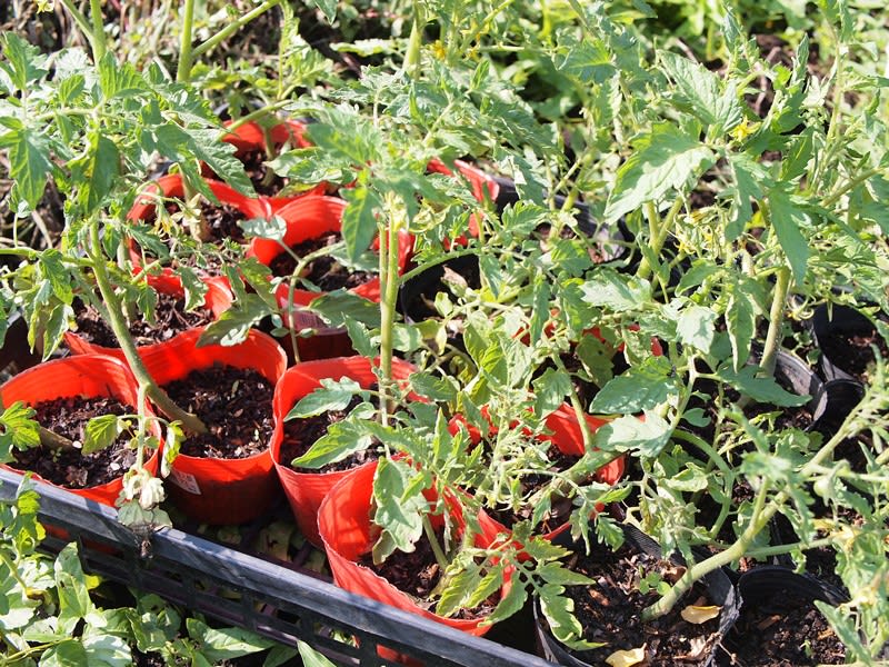 トマトの腋芽を挿し木して クローン苗増殖中 プロ家庭菜園家のやさい畑日記 相模原 清水農園