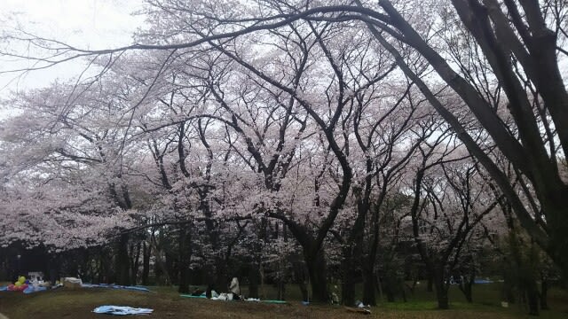 25 代々木公園の桜を見に行きました ぶらり のらぼう日記