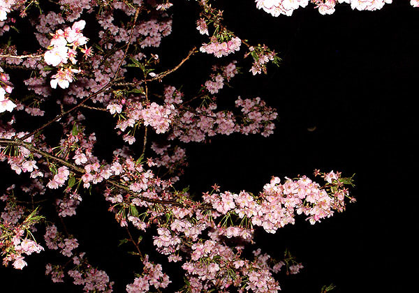 「夜桜①」