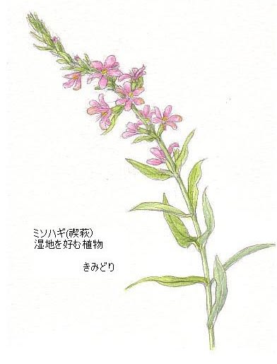 ミソハギの花 禊萩 イラスト 花を描いたポストカード