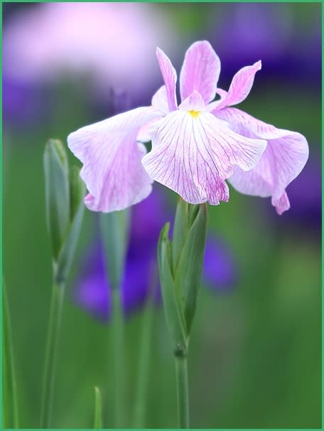 花の郷 滝谷花しょうぶ園 マドンナのナイショ話