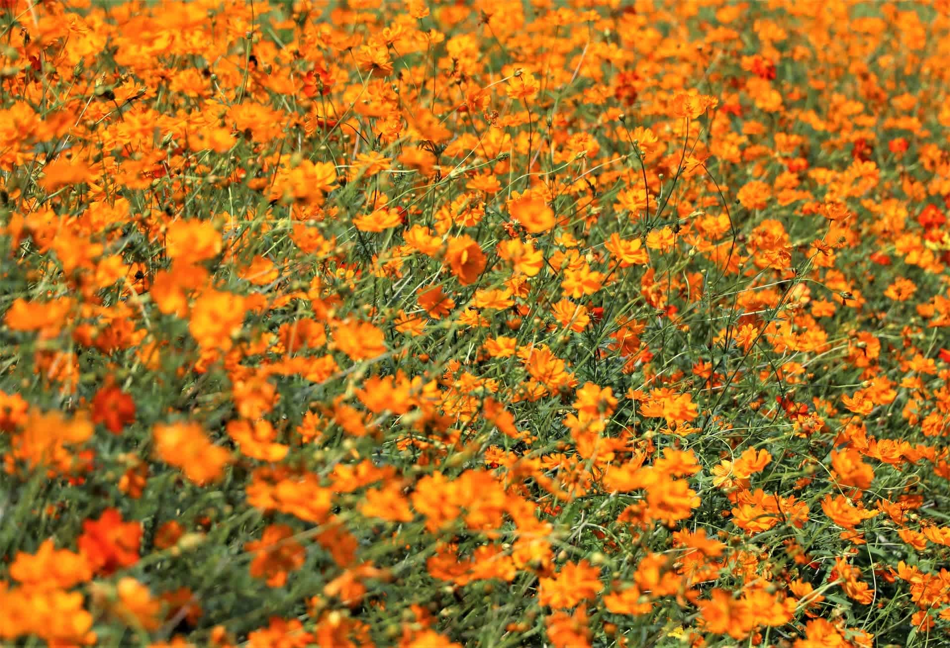 黄花コスモス 写真ブログ ずバッと 今日の1枚 黄花コスモス 写真ブログ ずバッと 今日の1枚