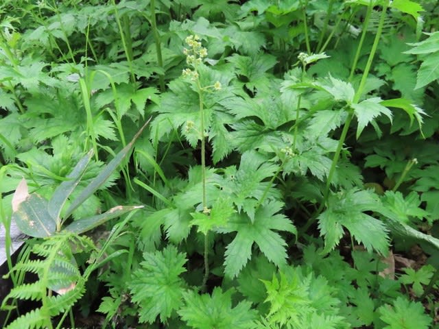 栂池自然園で見た花　アラシグサ（嵐草）