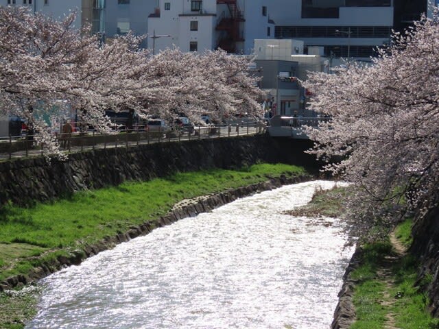 女鳥羽川（めとばがわ）の桜　長野県　松本市