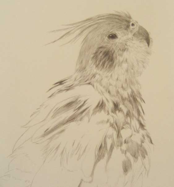 鉛筆で鳥を描こう 第0回目 鳥道楽 ネケネケ