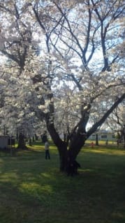 続長野牧場の桜