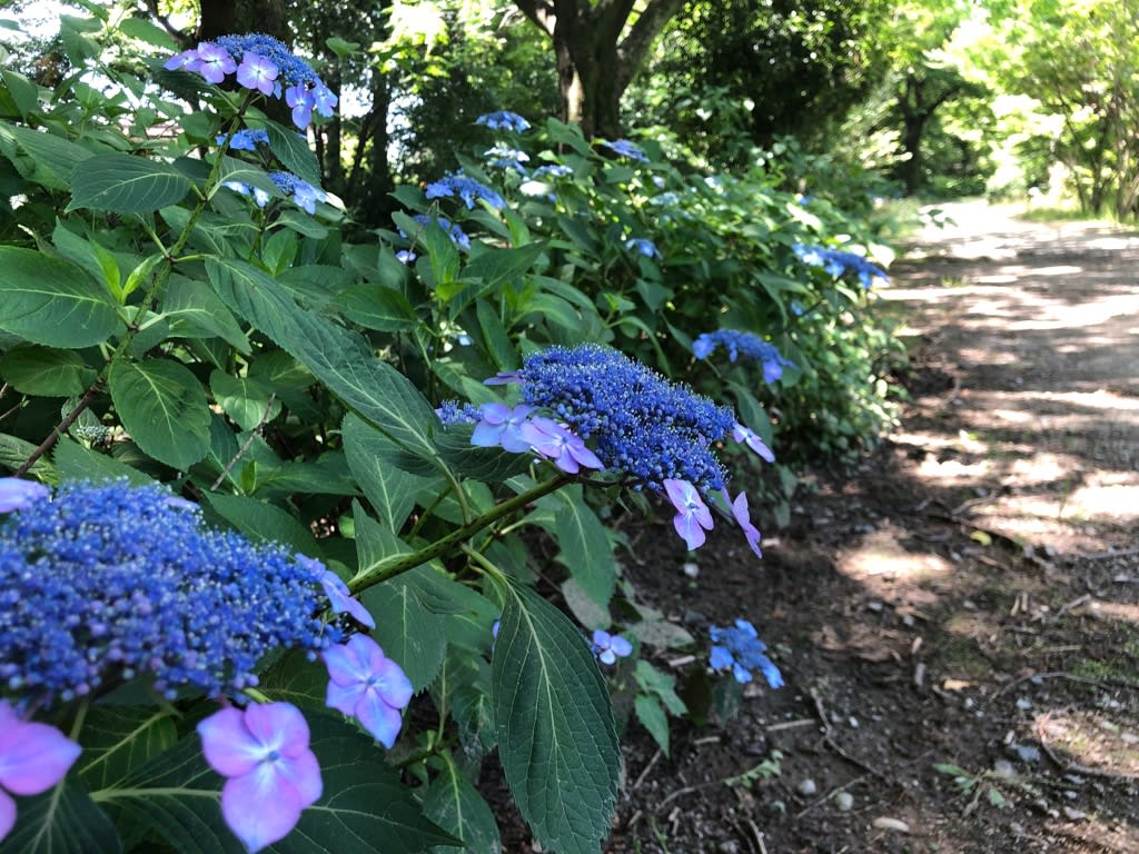 青い紫陽花と ブルーベリーソーダ うまうま放浪記