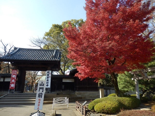 喜多院の紅葉ほぼ見ごろ イチョウはもう少し 川越雑記帳２ 川越見て歩き