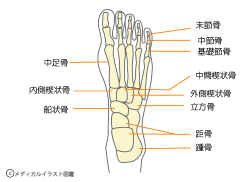 足 の 骨 の 名前 人間の骨の一覧