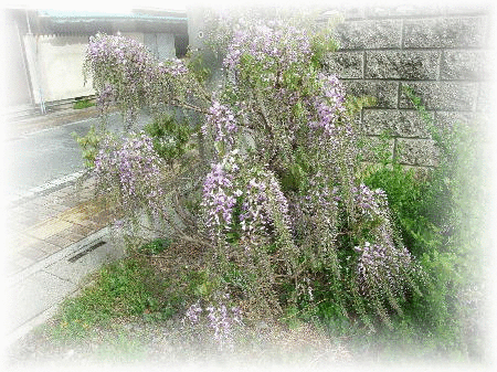 今月の俳画 りんどう 今月の俳画 りんどう