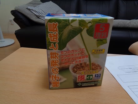 インゲンマメの発芽キット 育児日記 時々 ご飯