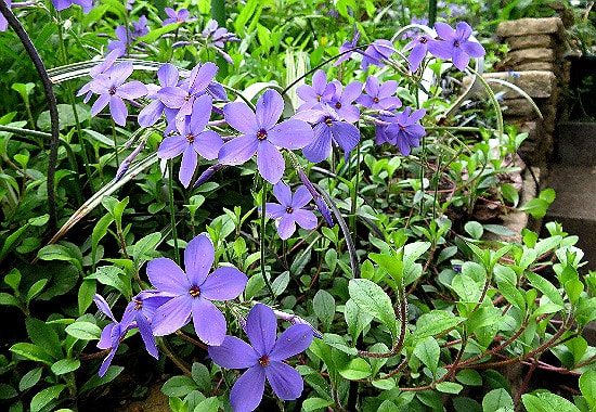 庭の花 4月 6 ツルハナシノブ ティアレア ジキタリス ウサギノオ 他 花と徒然なるままに 庭の花 4月 6 ツルハナシノブ ティアレア ジキタリス ウサギノオ 他 花と徒然なるままに