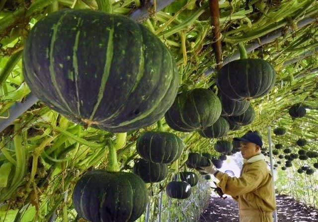 25 北海道のかぼちゃ 地理総合 地理総合の研究 付18年センター地理ａｂ本試 追試解説