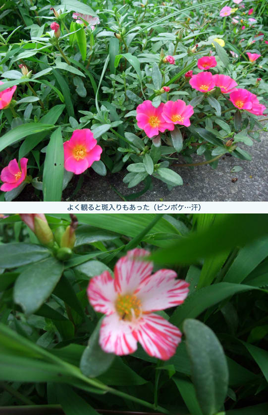 https://blogimg.goo.ne.jp/user_image/0f/99/f65dbddb5897df8609d91e1ae7522051.jpg