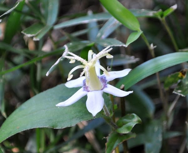 ひっそりと 山路のホトトギス 花の公園 俳句 ｉｎｇ