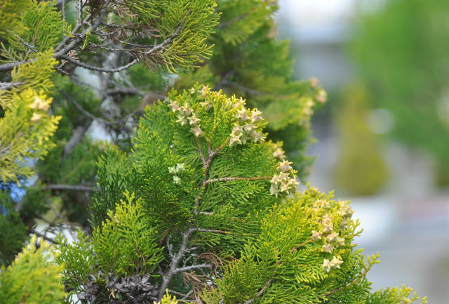 ヒバの花 行く川の流れ