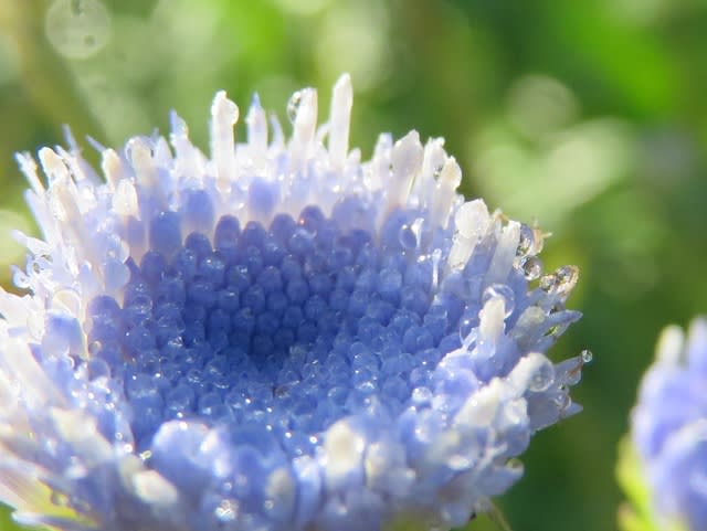 ブルーカカリアと源平小菊 11月のお花 一本木公園 バラに恋して ブルーカカリアと源平小菊 11月のお花 一本木公園 バラに恋して
