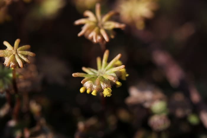 ゼニゴケ 続き 花紀行
