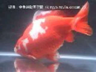 金魚で最も長く生きたのは43 歳 東箕輪ブログ