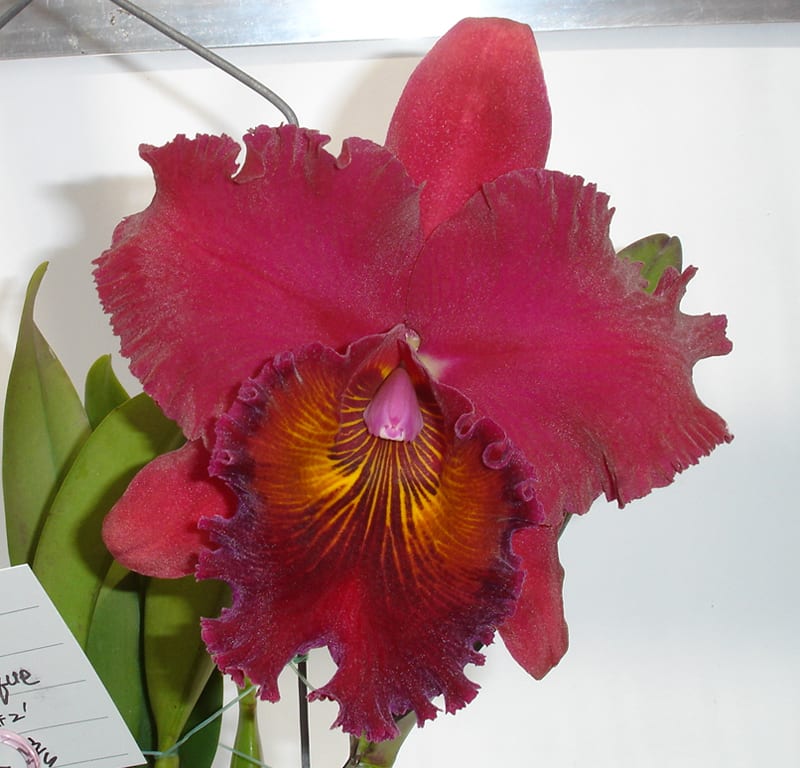 Rlc. Shinfong Unique'General #2' - カトログ !! ~ カトレヤ Rlc. Shinfong Unique'General #2' - カトログ !! ~ カトレヤ