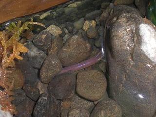 ミミズ In サワガニ水槽 川の生き物 飼育ライフ