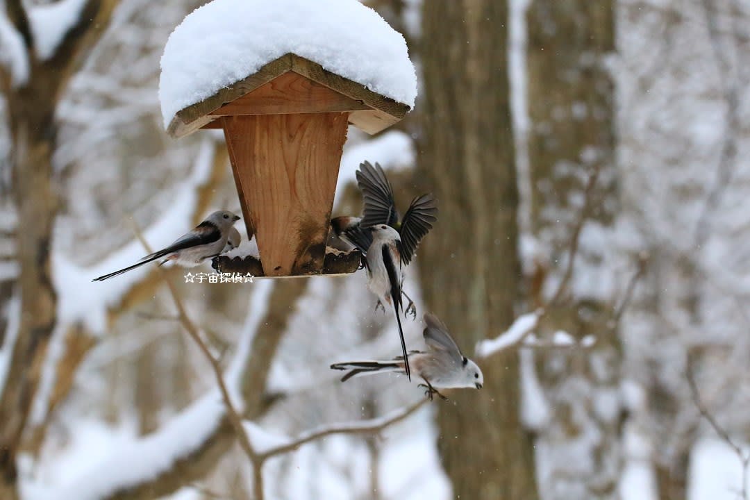 シマエナガと餌台 宇宙探偵