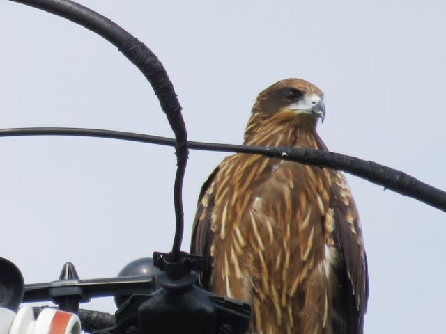 トウネンとトビの画像