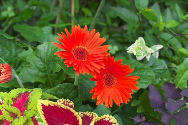 ガーベラ 発見者の名前にちなむ鮮やかな色の菊は9月27日の誕生花 Aiグッチ のつぶやき