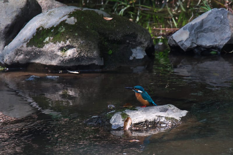カワセミ 水遊び 錦鯉 鯉も風邪をひく 瞑想の池 Photo By 一炊の夢 カワセミ 水遊び 錦鯉 鯉も風邪をひく 瞑想の池 Photo By 一炊の夢