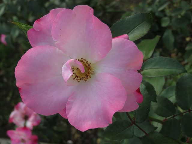 コスモスにも似た可憐なピンクのバラ 花霞 薔薇シリーズ 野の花 庭の花