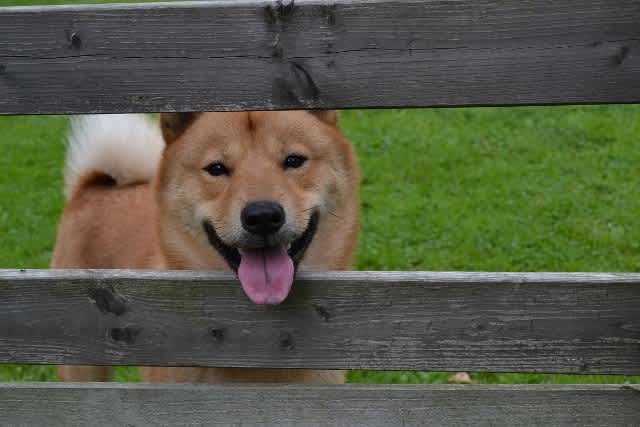 wan sも人間もリフレッシュ 2 Bagel Dog さんりん舎 愛犬を通じて癒しの時間をのんびり過ごす出会いの住処 wan sも人間もリフレッシュ 2 Bagel Dog さんりん舎 愛犬を通じて癒しの時間をのんびり過ごす出会いの住処